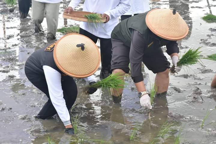 Gubernur Jawa Timur, Khofifah Indar Parawansa memimpin gerakan tanam padi pada awal musim kemarau di Kabupaten Tulungagung.