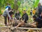 Penyerahan hewan kurban dari ACT di Dusun Bakal dihadiri Wabup Muaro Jambi Bambang Bayu Suseno.