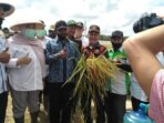 Bupati Masnah panen raya padi di Desa Pudak