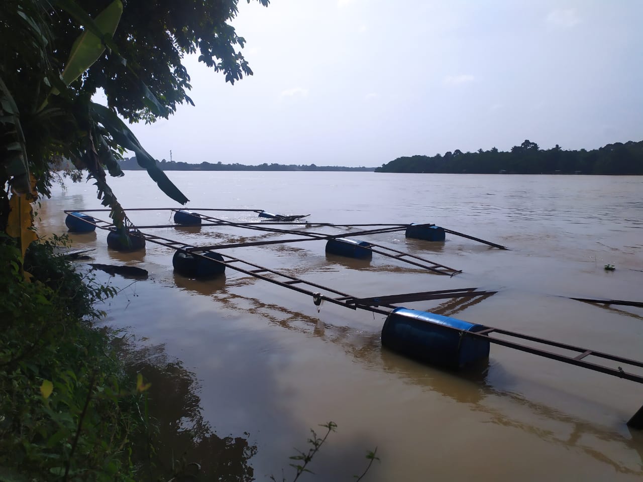 Debit Sungai Batang Hari meluap dan telah merusak kerambah milik warga.(Foto:Raden Hasan Efendi/Jambipers.com)