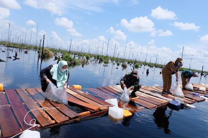 Bupati Masnah saat menabur benih ikan.