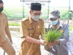 Wabup Bakhtiar praktekkan cara menanam padi.
