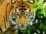 Harimau Sumatera (Panthera Tigris Sumatrae)