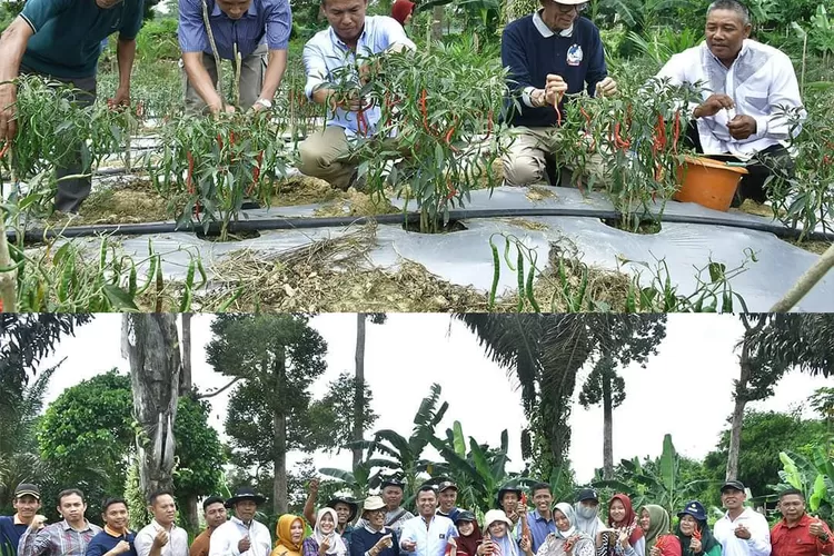 acara panen raya cabai merah di Desa Kubu Kandang