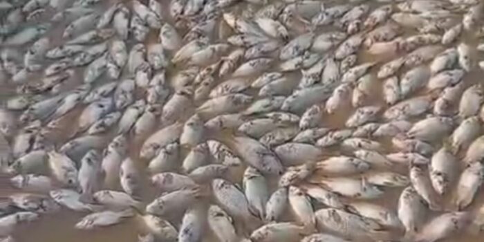 ribuan ekor ikan budidaya pada sejumlah unit keramba milik warga mati massal karena kekurangan oksigen.
