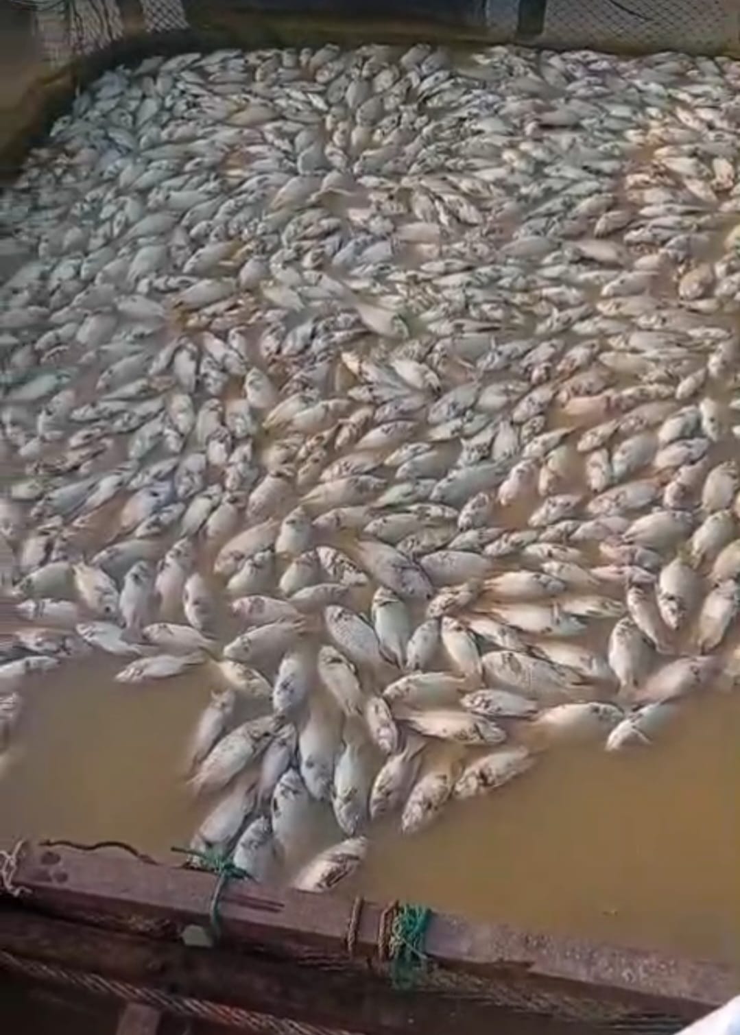 WhatsApp Image 2026-08-20 at 17.38.19 ribuan ekor ikan budidaya pada sejumlah unit keramba milik warga mati massal karena kekurangan oksigen.