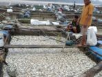 Sebanyak empat unit keramba jaring apung milik warga di RT 02, Desa Aro, Kecamatan Muara Bulian, dilaporkan mengalami kematian ikan secara massal