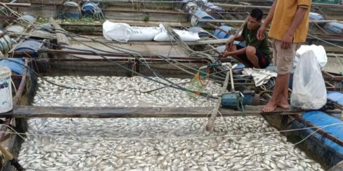 Sebanyak empat unit keramba jaring apung milik warga di RT 02, Desa Aro, Kecamatan Muara Bulian, dilaporkan mengalami kematian ikan secara massal