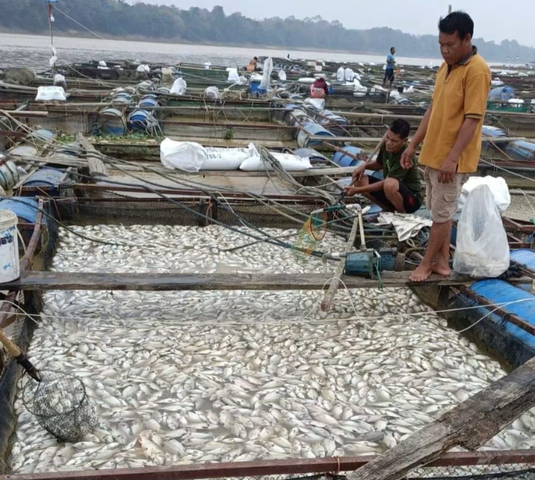 Sebanyak empat unit keramba jaring apung milik warga di RT 02, Desa Aro, Kecamatan Muara Bulian, dilaporkan mengalami kematian ikan secara massal